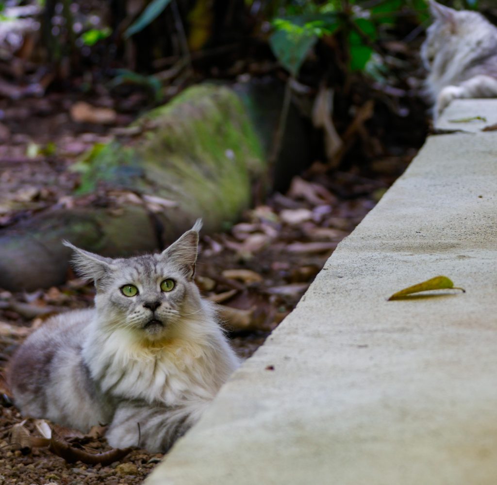 A grey and white Maine Coon cat with bright green eyes looking toward the camera.