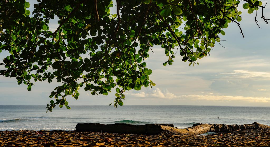 Mangroves at the edge of a sandy beach.