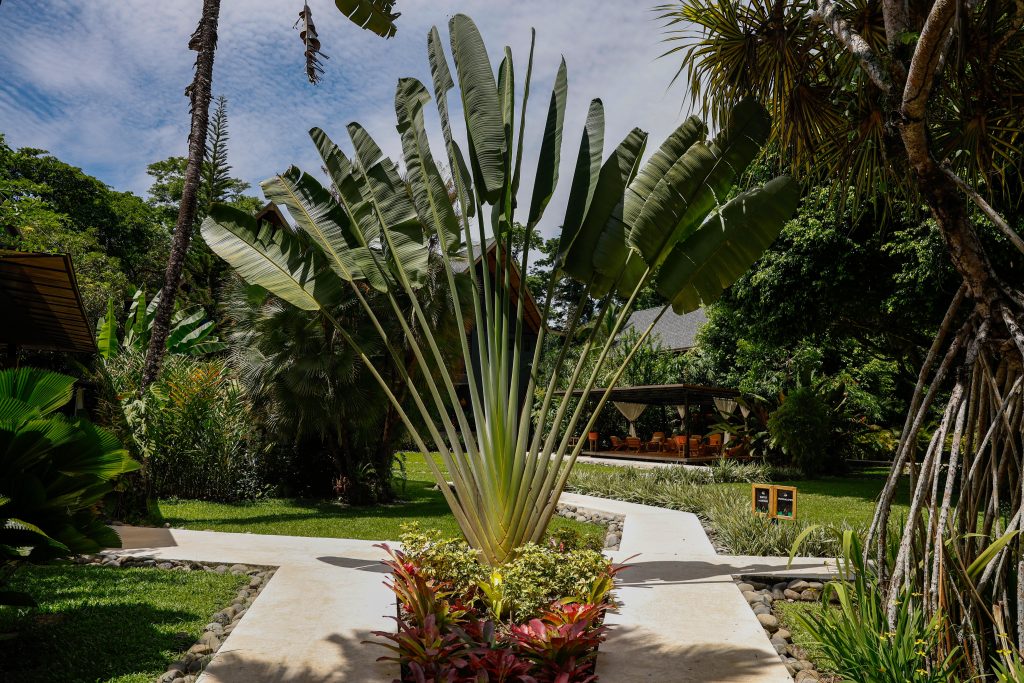 Walkways through green, tropical gardens. 